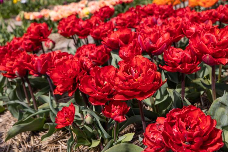 Tulpe 'Red Princess'